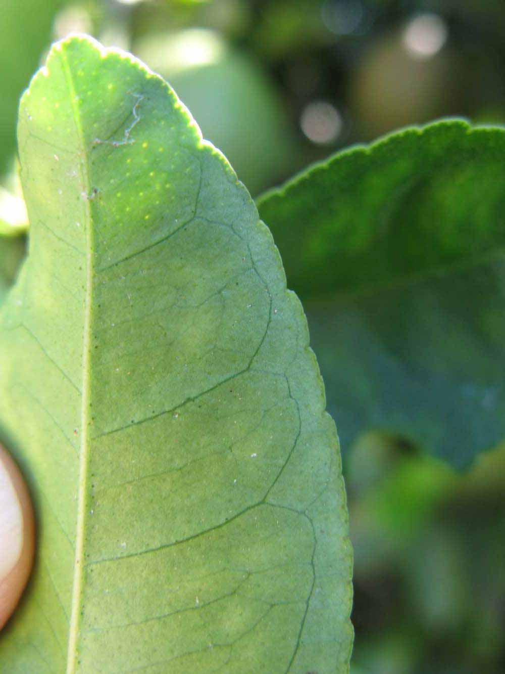              Margin (Winter Haven, FL)       